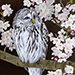 Kiwako Suzuki Gallery